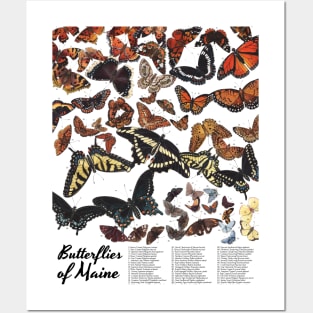 Butterflies of Maine Posters and Art